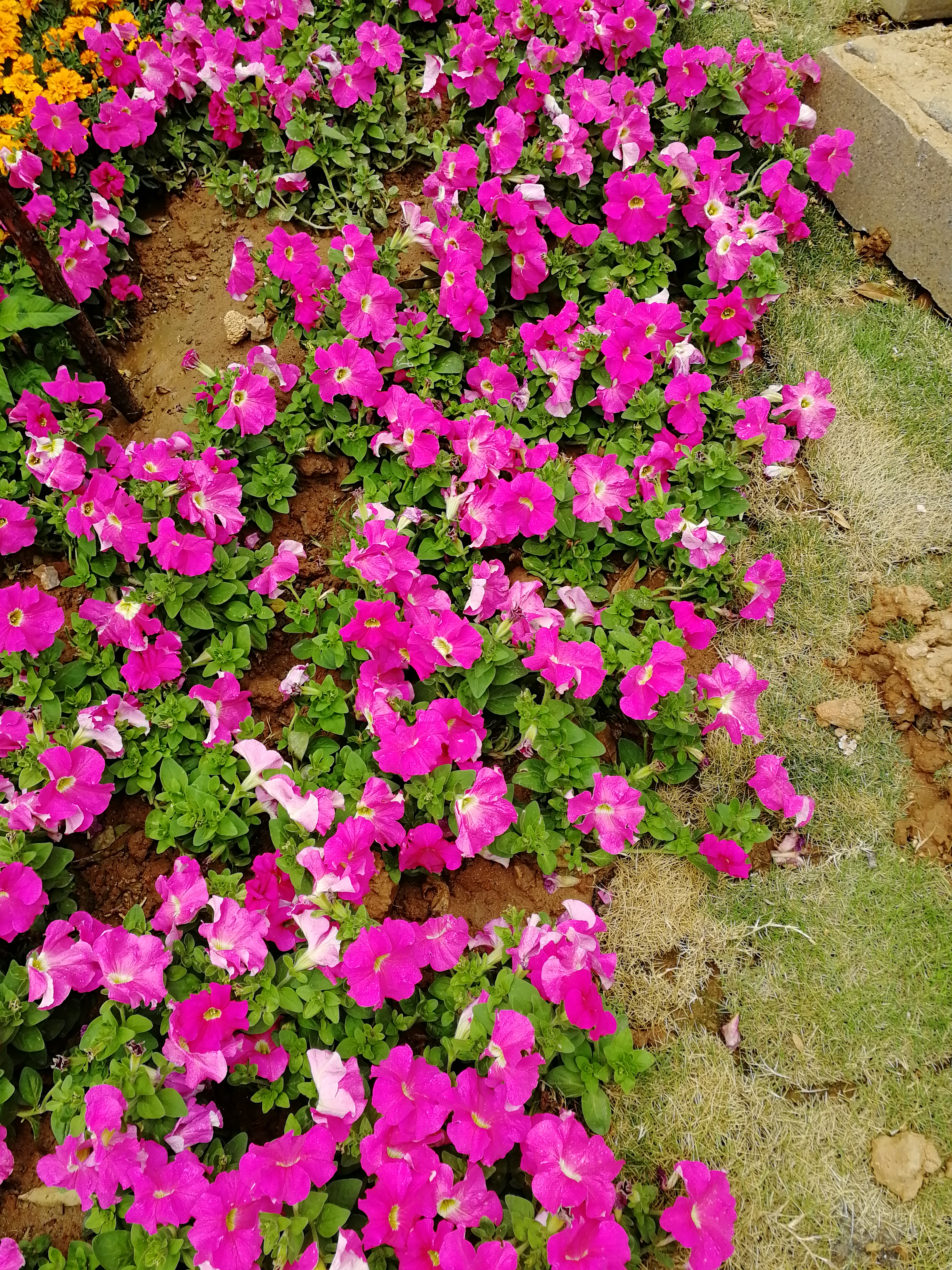 IMG_20210503_131604.jpg